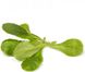 Діона - насіння салату, 100 000 шт, Rijk Zwaan 1095029364 фото 1