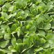 Діона - насіння салату, 100 000 шт, Rijk Zwaan 1095029364 фото 2