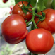 Полфаст F1 - насіння томата, 1000 шт, Bejo 90903 фото 4