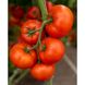 Анненфелд F1 - насіння томату, 100 шт, Rijk Zwaan 44658 фото 1