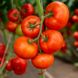 Анненфелд F1 - насіння томату, 1000 шт, Rijk Zwaan 44659 фото 2