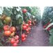 Анненфелд F1 - насіння томату, 1000 шт, Rijk Zwaan 44659 фото 5