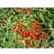 Руфус F1 - насіння томата, 1000 шт, Esasem 26675 фото 3