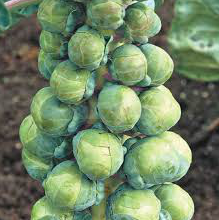 Абакус F1 - насіння капусти брюссельської , 2500 шт, Syngenta 75516 фото