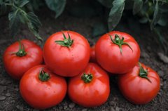 Томськ F1 - насіння томата, Bejo опис, фото, відгуки