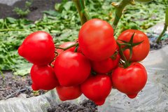 Агіліс F1 - насіння томата, 500 шт, Enza Zaden 11110 фото