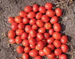 Апгрейд F1 - насіння томата, Esasem опис, фото, відгуки