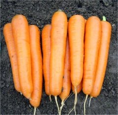 Морковь Аттилио F1, Hazera описание, фото, отзывы