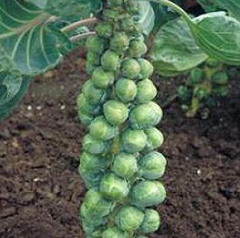 Абакус F1 - насіння капусти брюссельської , 2500 шт, Syngenta 75516 фото