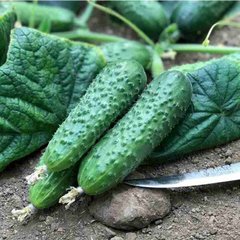 Солон F1 - насіння огірка, 1000 шт, Yuksel seeds 61598 фото