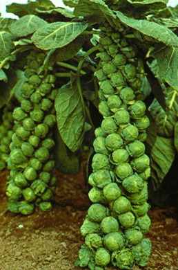 Абакус F1 - семена капусты брюссельской, 2500 шт, Syngenta 75516 фото