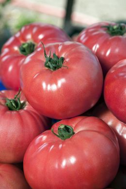 ВП-1 F1 / VP-1 F1 - насіння томата, 1000 шт, Hazera 20839 фото