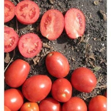 Апгрейд F1 - насіння томата, 1000 шт, Esasem 26676 фото