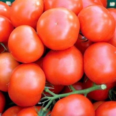 Логур F1 - насіння томата, 100 шт, Rijk Zwaan 31185 фото