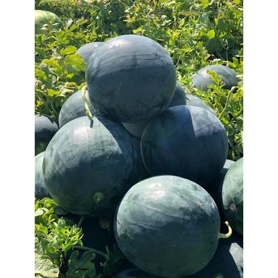 Лориан F1 - семена арбуза, 1000 шт, Syngenta 17659 фото