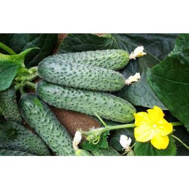 Солон F1 - насіння огірка, 1000 шт, Yuksel seeds 61598 фото