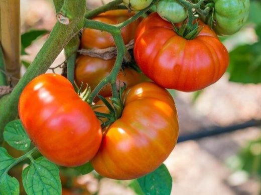Томск F1 - насіння томата, 1000 шт, Bejo 90908 фото