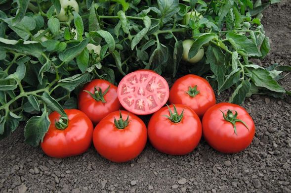 Томск F1 - насіння томата, 1000 шт, Bejo 90908 фото