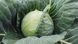 Фарао F1 - насіння капусти, 2500 шт, Bejo 42974 фото 4