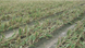 Тамара F1 - насіння цибулі, 10 000 сшт, Bejo 93197 фото 3