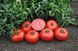 Томск F1 - насіння томата, 1000 шт, Bejo 90908 фото 2