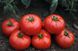 Томск F1 - насіння томата, 1000 шт, Bejo 90908 фото 1