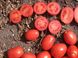 Апгрейд F1 - насіння томата, 1000 шт, Esasem 26676 фото 3