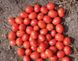 Апгрейд F1 - насіння томата, 1000 шт, Esasem 26676 фото 1