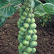 Абакус F1 - насіння капусти брюссельської , 2500 шт, Syngenta 75516 фото 1