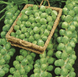Абакус F1 - семена капусты брюссельской, 2500 шт, Syngenta 75516 фото 3