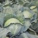 КС 29 F1 - насіння капусти, Kitano купити в Україні з доставкою