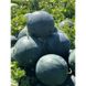 Лоріан F1 - насіння кавуна, 1000 шт, Syngenta 17659 фото 3