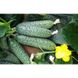 Солон F1 - насіння огірка, 1000 шт, Yuksel seeds 61598 фото 2