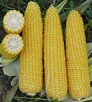 Добрыня F1 - семена кукурузы, 25 000 шт, Lark Seeds 66230 фото