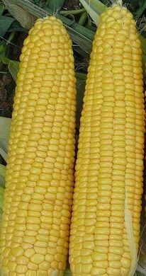 Добриня F1 - насіння кукурудзи, 25 000 шт, Lark Seeds 66230 фото