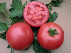 ВП-2 F1/ VP-2 F1 - насіння томата, 250 шт, Hazera 20840 фото