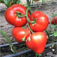 Арон F1 - насіння томата, 500 шт, Enza Zaden 11120 фото