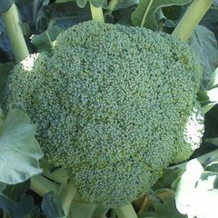 Бести F1 - семена капусты брокколи, Syngenta описание, фото, отзывы