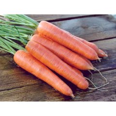 Морковь Аттилио F1, Hazera описание, фото, отзывы