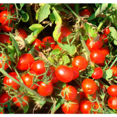 Воллі Ред F1 - насіння томата, Esasem опис, фото, відгуки