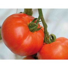 Берберана F1 - насіння томата, 500 шт, Enza Zaden 17098 фото