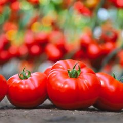 КС 206 F1 - насіння томата, Kitano опис, фото, відгуки