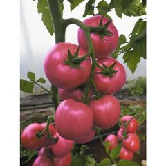Наргіза F1 - насіння томату, 100 шт, Rijk Zwaan 44596 фото