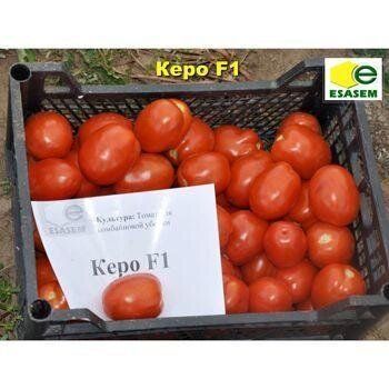 Керо F1 - насіння томата, 25 000 шт, Esasem 64291 фото
