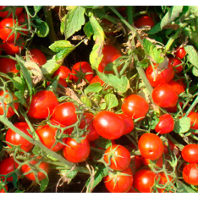 Воллі Ред F1 - насіння томата, 1000 шт, Esasem 744026677 фото