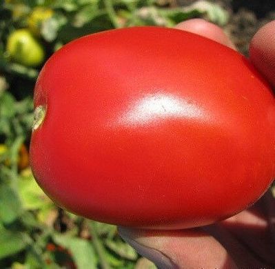 Пьетра Росса F1 - насіння томата, 25 000 шт, Clause 24115 фото