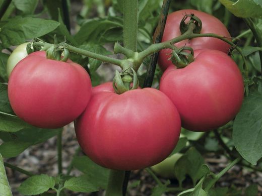 Торбей F1 - насіння томата, 1000 шт, Bejo 90909 фото