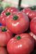 ВП-2 F1/ VP-2 F1 - насіння томата, 250 шт, Hazera 20840 фото 2