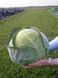 Трансам F1 - насіння капусти білокачанної, 2500 шт, Bejo 43018 фото 3