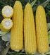 Добриня F1 - насіння кукурудзи, 25 000 шт, Lark Seeds 66230 фото 2